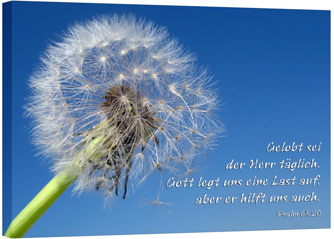Bild "Pusteblume"